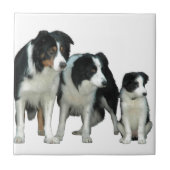 Border Collie Dogs Fliese (Vorderseite)