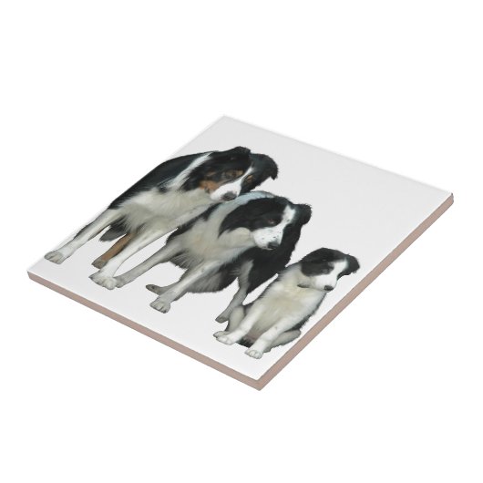 Border Collie Dogs Fliese (Seite)