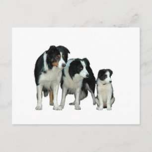 Border Collie Dogs Postkarte
