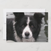 Border-Collie-Einladung Einladung (Vorderseite)