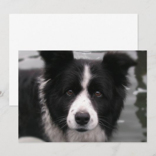 Border-Collie-Einladung Einladung (Vorne/Hinten)