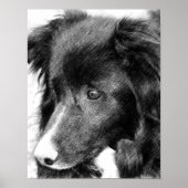 Border Collie Face Pencil Art #2 Poster (Vorne)
