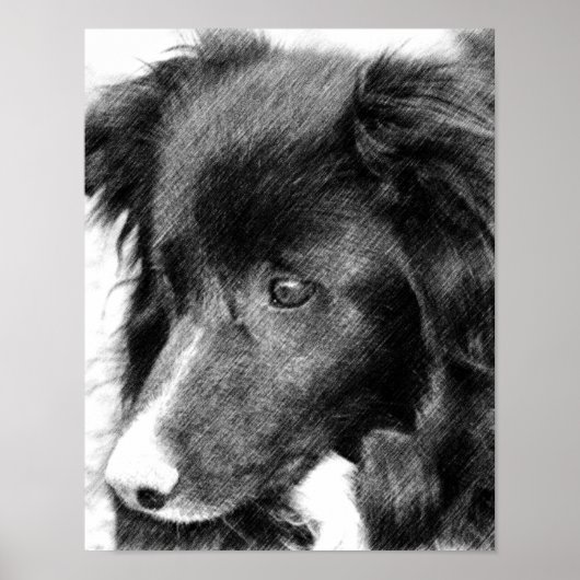 Border Collie Face Pencil Art #2 Poster (Vorne)