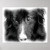 Border Collie Face Stift Art Poster (Vorne)