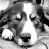 BORDER COLLIE FEIERTAGSKARTE