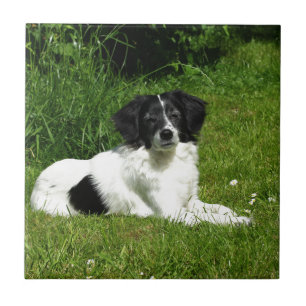 Border Collie Fliese