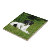 Border Collie Fliese (Seite)
