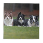 Border-Collie Fliese (Vorderseite)