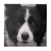 Border-Collie-Fliese Fliese (Vorderseite)