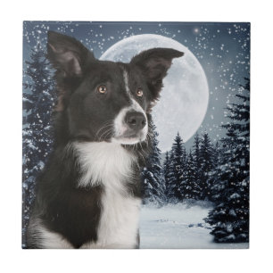 Border-Collie-Fliese Fliese