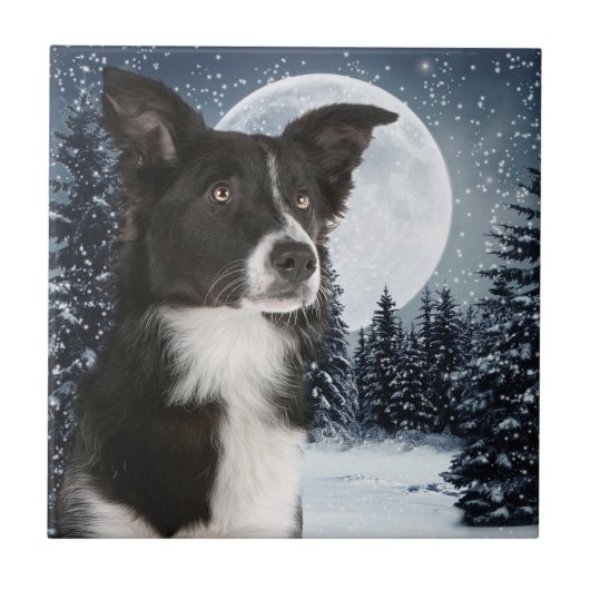Border-Collie-Fliese Fliese (Vorderseite)