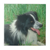 Border-Collie-Fliese Fliese (Vorderseite)