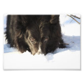 Border Collie Foto (Vorne)
