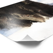 Border Collie Foto (Ecke)