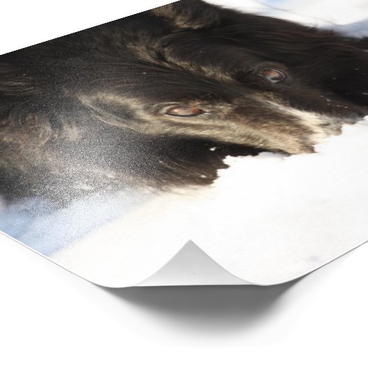 Border Collie Foto (Ecke)