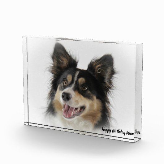Border Collie Fotoblock (Rechts)