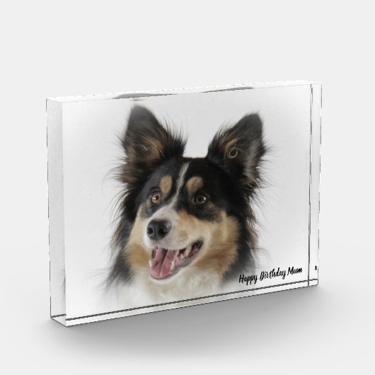 Border Collie Fotoblock (Links)