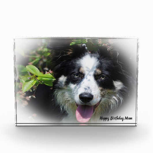 Border Collie Fotoblock (Vorderseite)