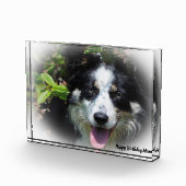 Border Collie Fotoblock (Rechts)