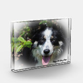 Border Collie Fotoblock (Links)