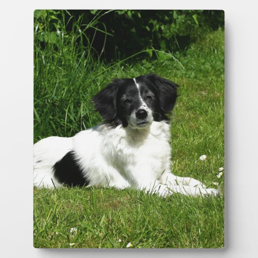 Border Collie Fotoplatte (Vorderseite)