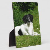 Border Collie Fotoplatte (Seite)
