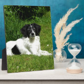 Border Collie Fotoplatte (Seite)