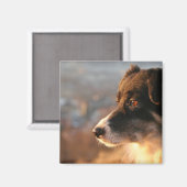 Border Collie Fotos Square Magnet (Vorderseite/Rückseite)