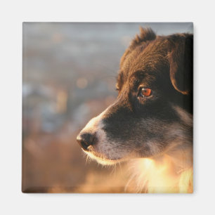 Border Collie Fotos Square Magnet
