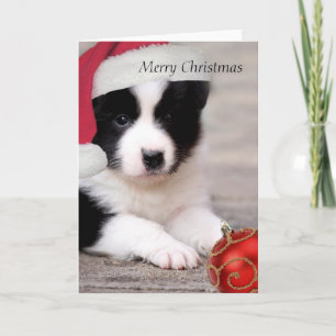 Border Collie - Frohe Weihnachtskarte Feiertagskarte