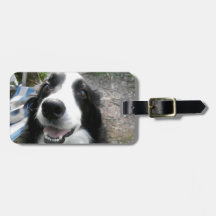 BORDER-COLLIE