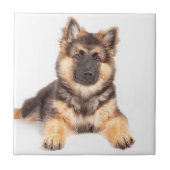 Border Collie German Shepherd Mix Fliese (Vorderseite)