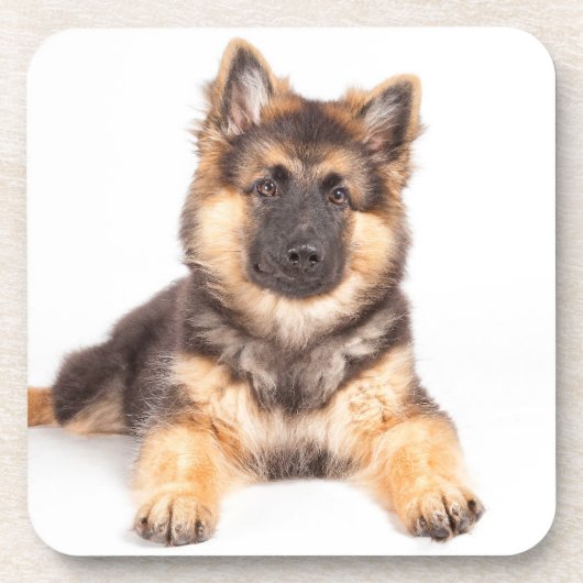 Border Collie German Shepherd Mix Getränkeuntersetzer (Vorderseite)