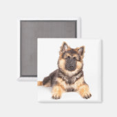 Border Collie German Shepherd Mix Magnet (Vorderseite/Rückseite)