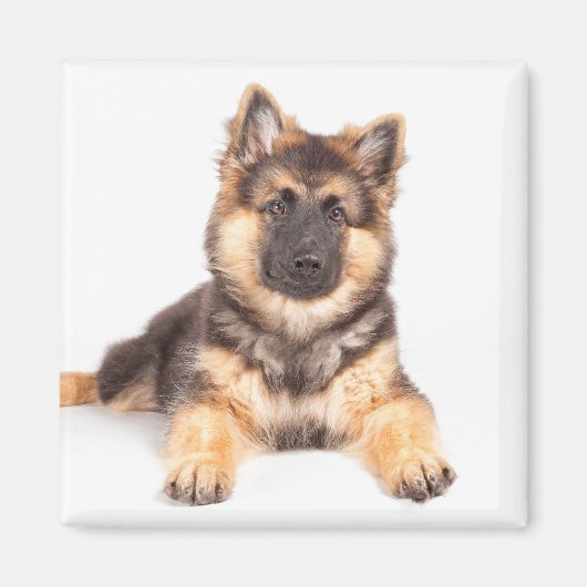 Border Collie German Shepherd Mix Magnet (Vorne)