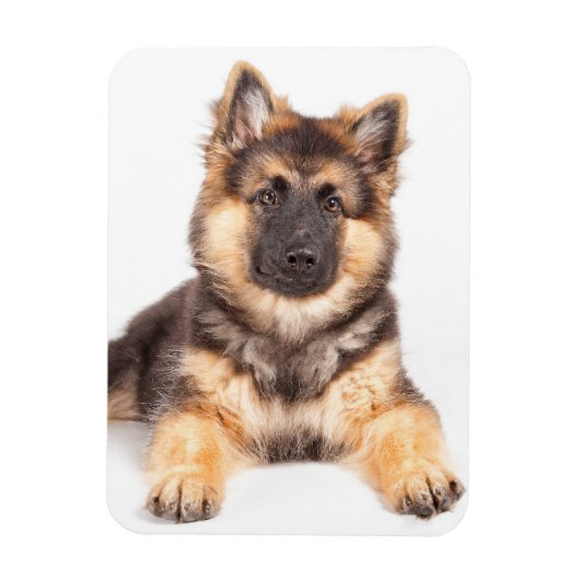 Border Collie German Shepherd Mix Magnet (Vertikal)
