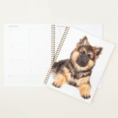 Border Collie German Shepherd Mix Planer (Anzeige)