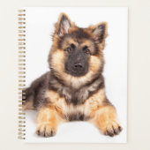 Border Collie German Shepherd Mix Planer (Vorderseite)