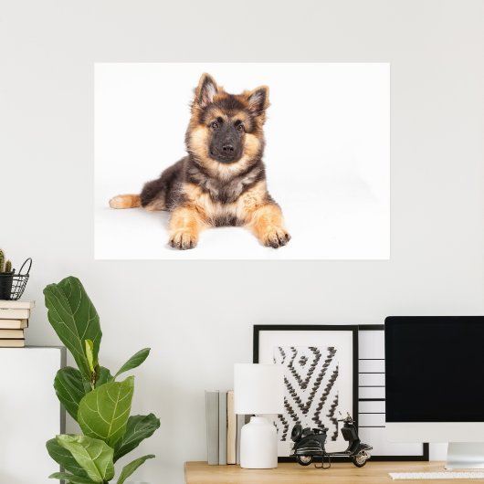 Border Collie German Shepherd Mix Poster (Heimbüro)