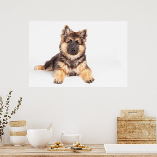 Border Collie German Shepherd Mix Poster (Küche)