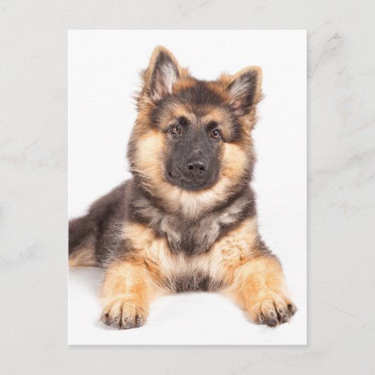 Border Collie German Shepherd Mix Postkarte (Vorderseite)