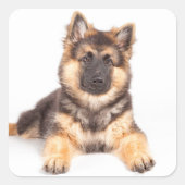 Border Collie German Shepherd Mix Quadratischer Aufkleber (Vorderseite)