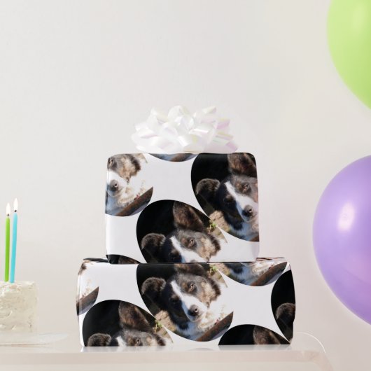 BORDER COLLIE GESCHENKPAPIER (Partygeschenke)