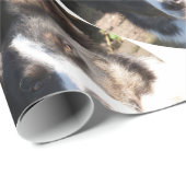 BORDER COLLIE GESCHENKPAPIER (Rolleneckpunkt)