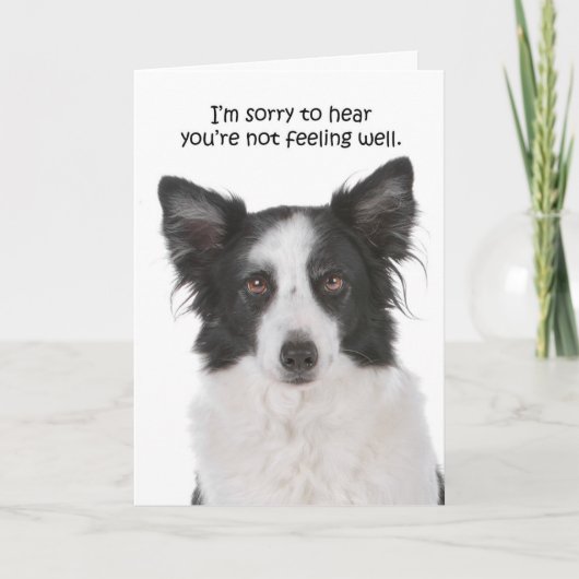 Border Collie Get Well Card Karte (Vorderseite)