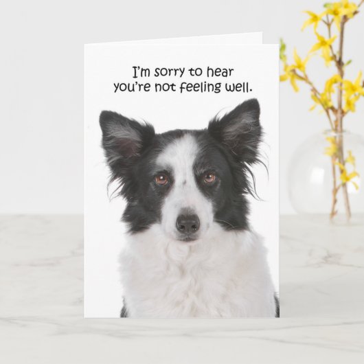Border Collie Get Well Card Karte (Gelbe Blume)