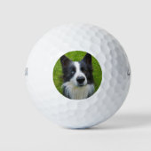 Border Collie Golfball (Vorderseite)