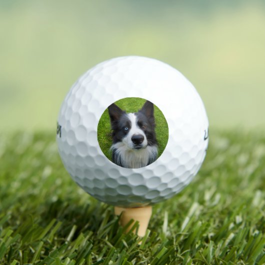 Border Collie Golfball (Insitu T-Shirt)