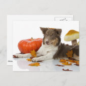 Border Collie Haloween Postkarte (Vorne/Hinten)