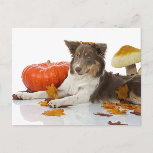Border Collie Haloween Postkarte (Vorderseite)